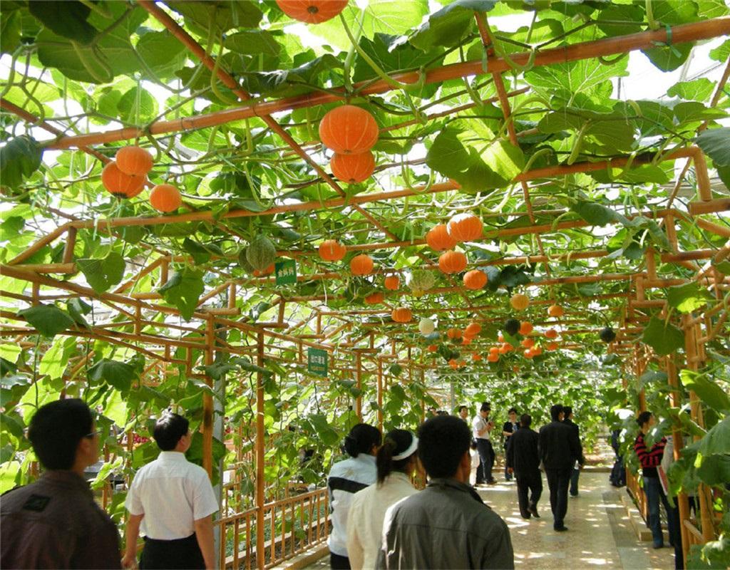 乡村旅游